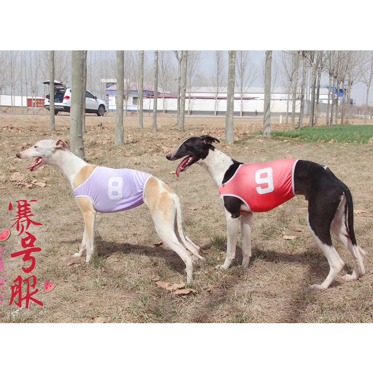 Colete para Cães de Corrida Respirável para Galgos com Medida de Ombro - Imagem 6