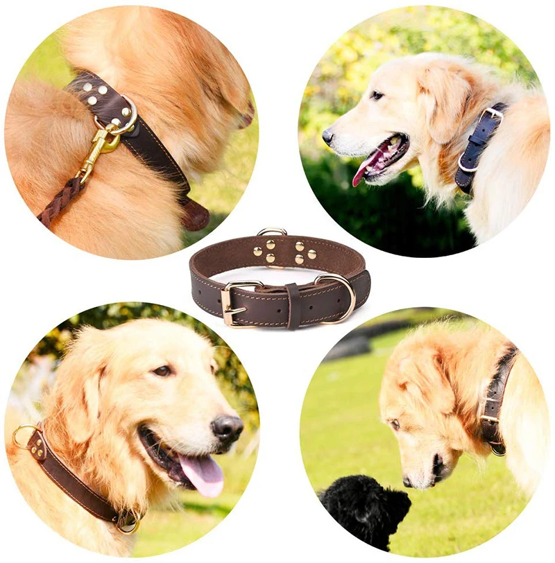 Coleira Benepaw para Cães de Couro Genuíno com Fivela Antiferrugem - Imagem 3