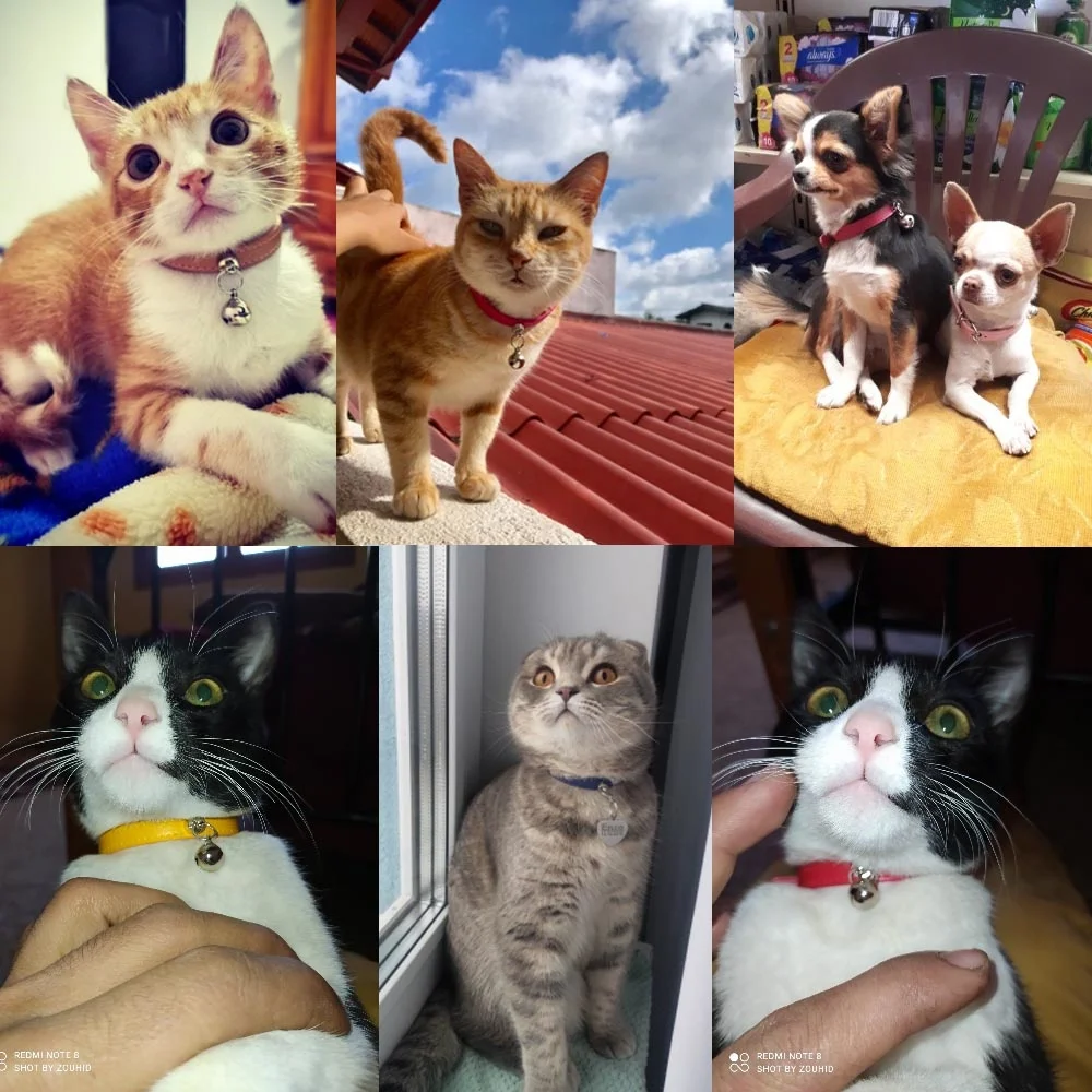 Coleira para Gatos e Filhotes de Couro PU com Fivela de Aço Inoxidável - Imagem 5