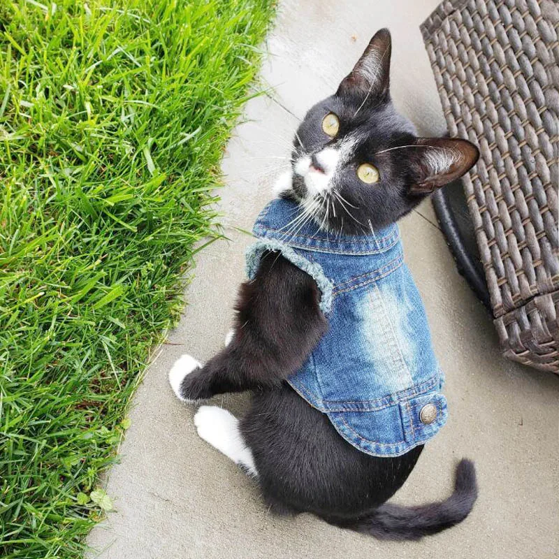 colete jeans para gatos e cães pequenos