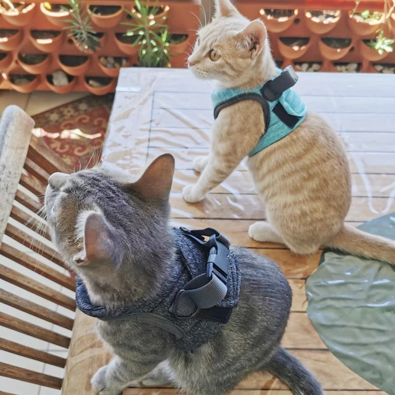 Peitoral Ajustável para Gatos com Fecho de Velcro e Guia de 1,2 m - Imagem 6