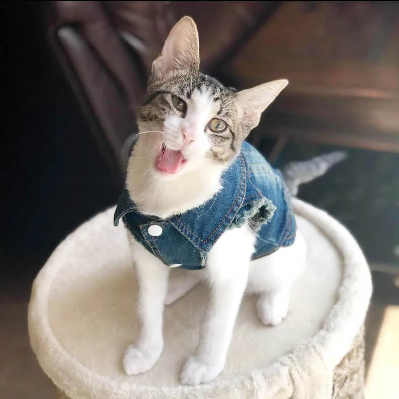 Colete Jeans para Gatos e Cães Pequenos de Algodão Lavável - Imagem 3