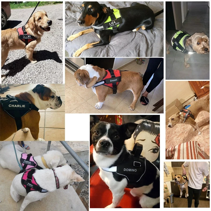 Peitoral Colete para Cães Ajustável com Faixa Refletiva Noturna - Imagem 5