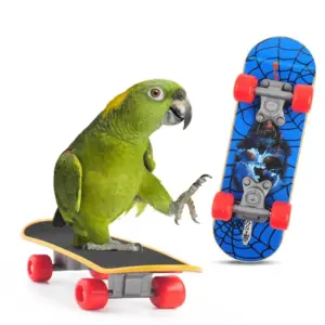 skate de treinamento para pássaros