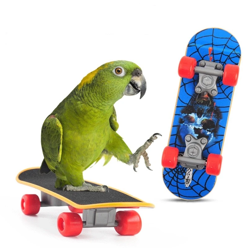 skate de treinamento para pássaros