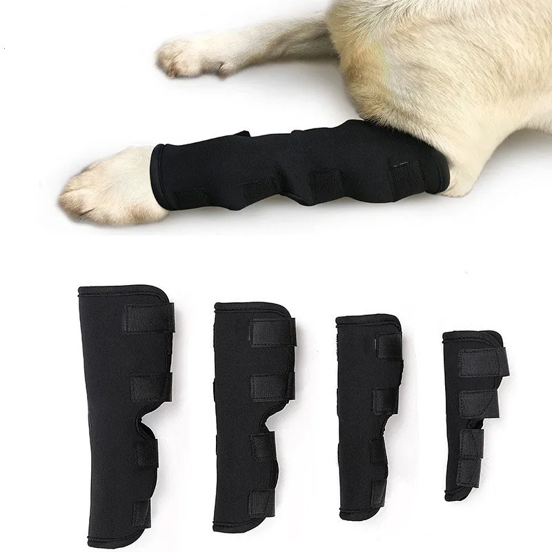 cinta protetora para cães