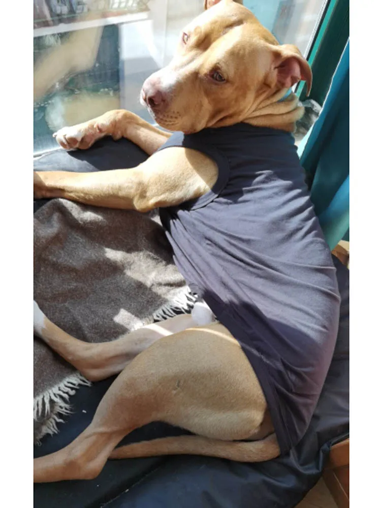 Camiseta para Cães de Algodão Macio para Primavera e Verão - Imagem 6