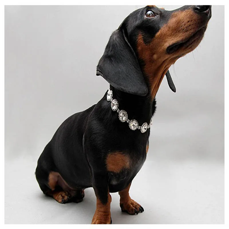 Coleira Ajustável para Cães e Gatos de Strass com 3 Tamanhos - Imagem 6