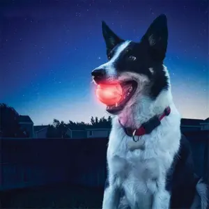 bola de led para cães