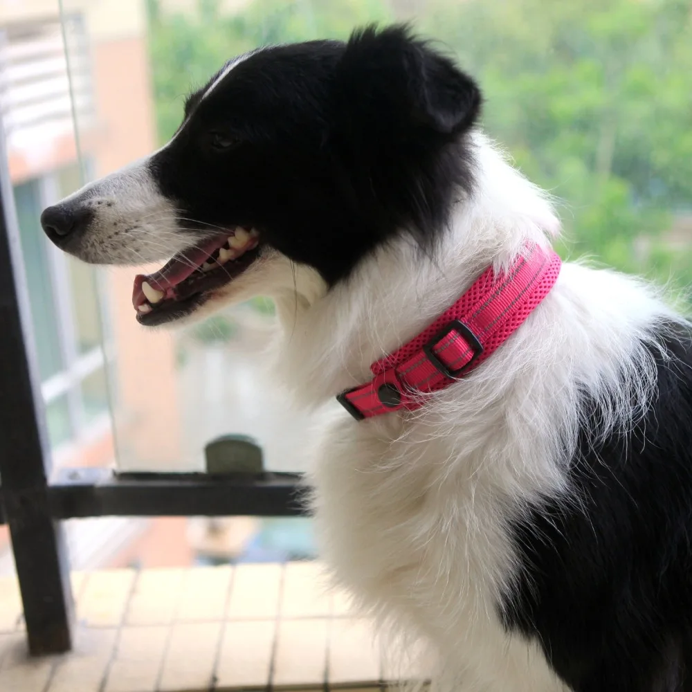 Coleira Refletiva para Cães de Nylon com Alça Acolchoada - Imagem 2