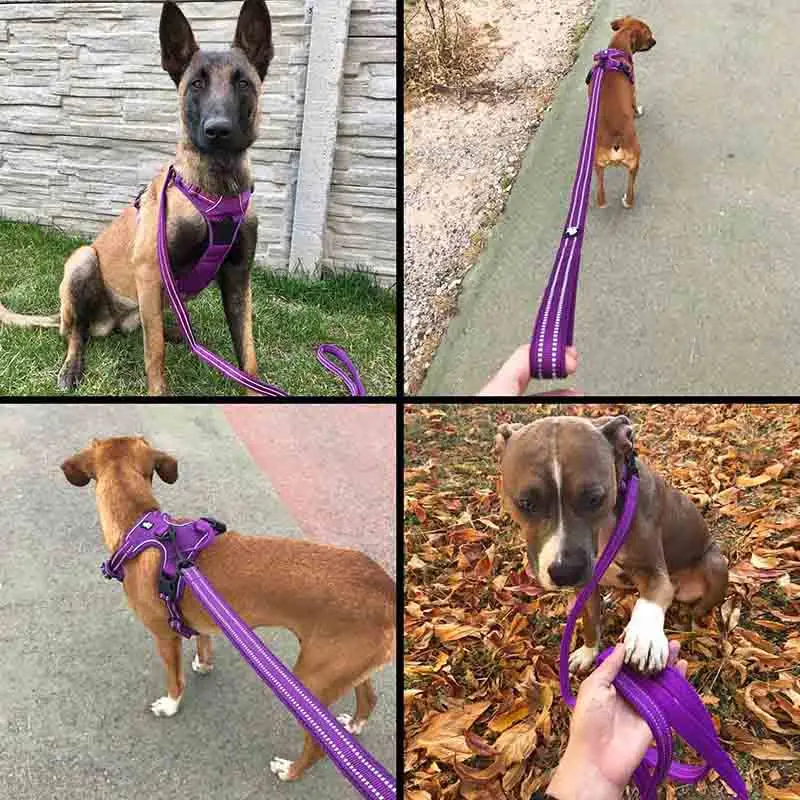 Trela Truelove para Cães de Nylon Refletiva para Passeio 200 cm - Imagem 5