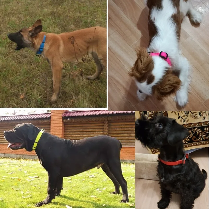 Coleira JanPet para Cães e Gatos em PVC Impermeável - Imagem 6