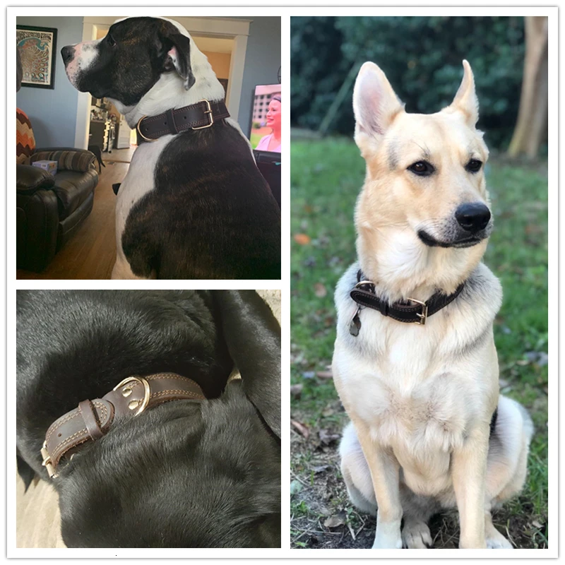 Coleira Benepaw para Cães de Couro Genuíno com Fivela Antiferrugem - Imagem 2