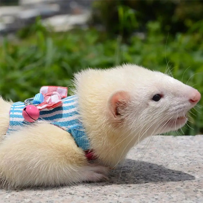 Colete Peitoral para Hamster e Roedores Ajustável para Passeio - Imagem 6