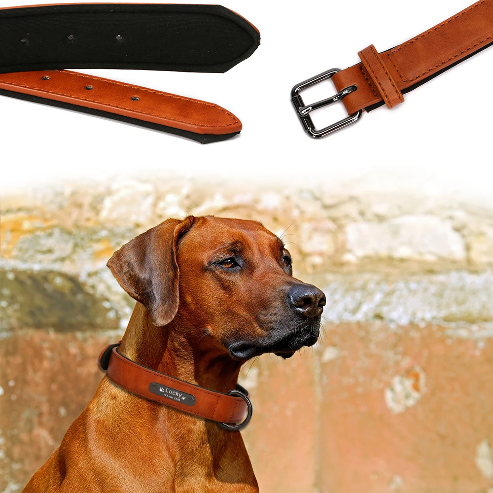 Coleira de Couro para Cães com Placa de Identificação Gravada e 5 Furos de Ajuste - Imagem 5