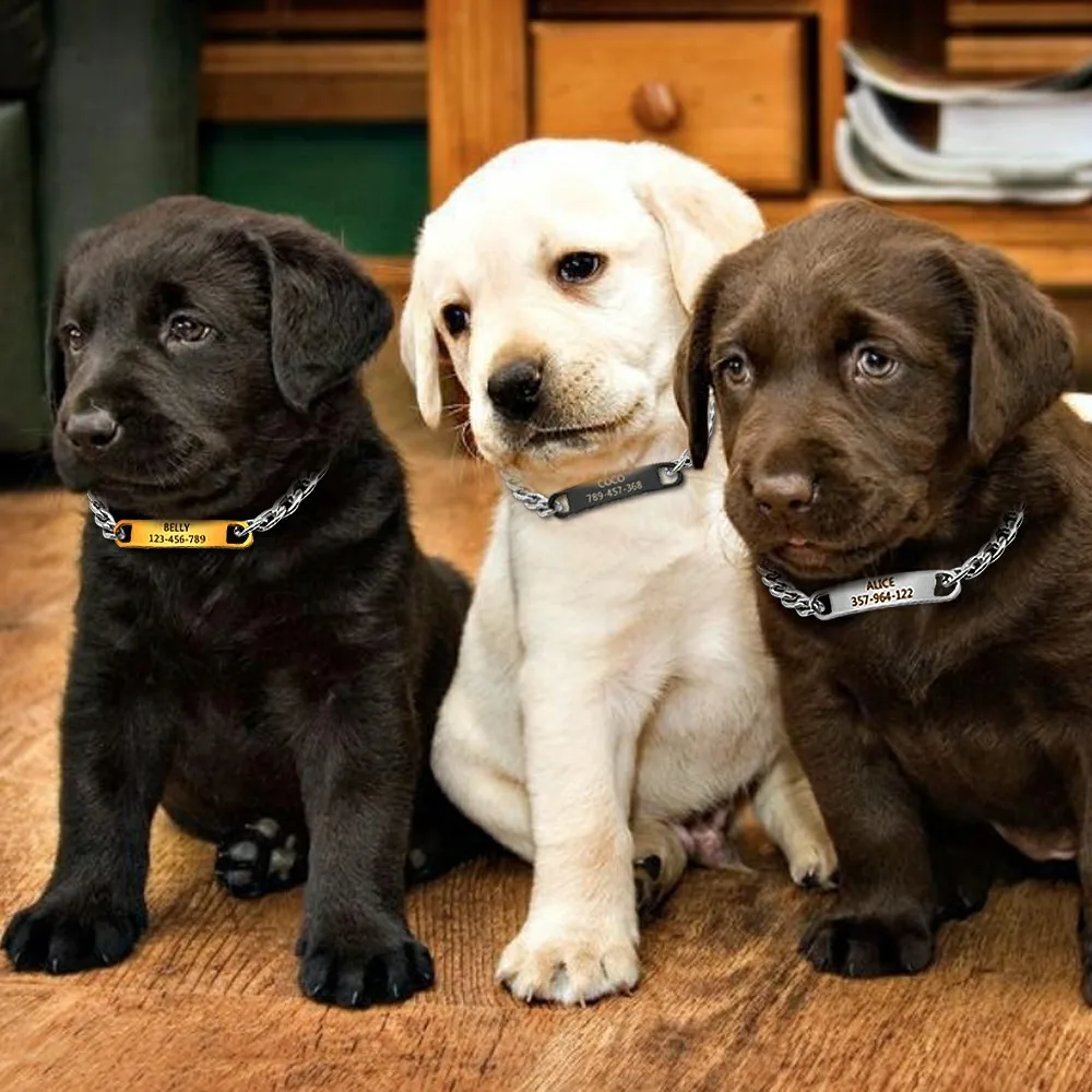 Coleira de Corrente para Gatos e Cães Pequenos com Placa de Identificação Gravada - Imagem 5
