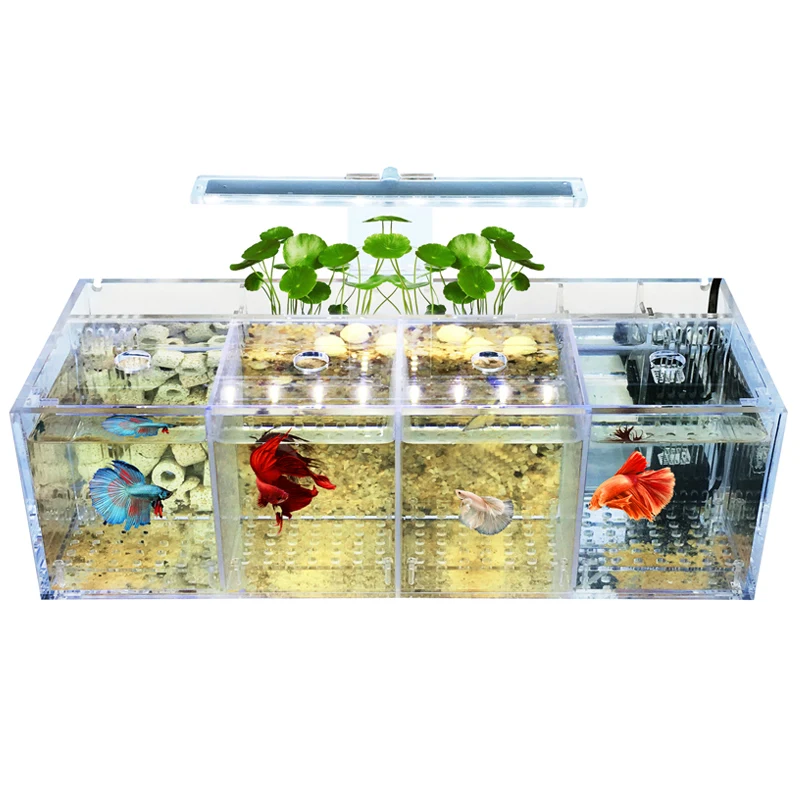 Tanque para Peixe Betta Acrílico Transparente 220V - Imagem 5