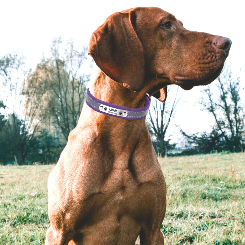 Coleira de Couro para Cães e Gatos com Etiqueta de Identificação Gravada - Imagem 6
