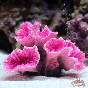 ornamento de aquário de recifes de coral