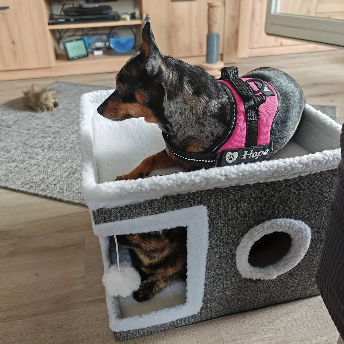 Casa para Gatos Dobrável com Arranhador e Base Antiderrapante - Imagem 3
