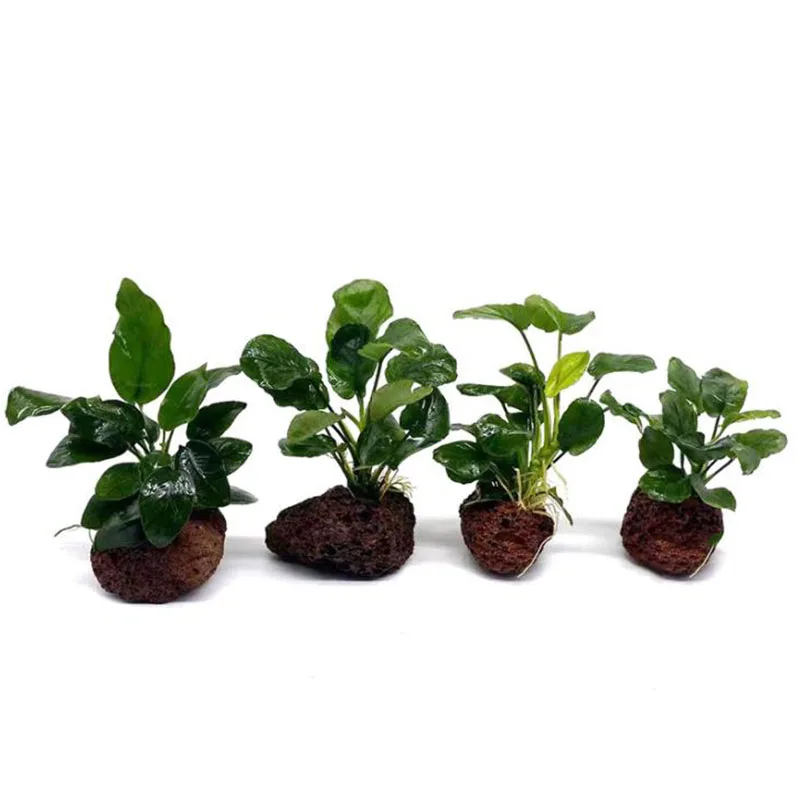 Vaso de Planta para Aquário Vulcânico com Fixação de Plantas 7-8 cm - Imagem 3