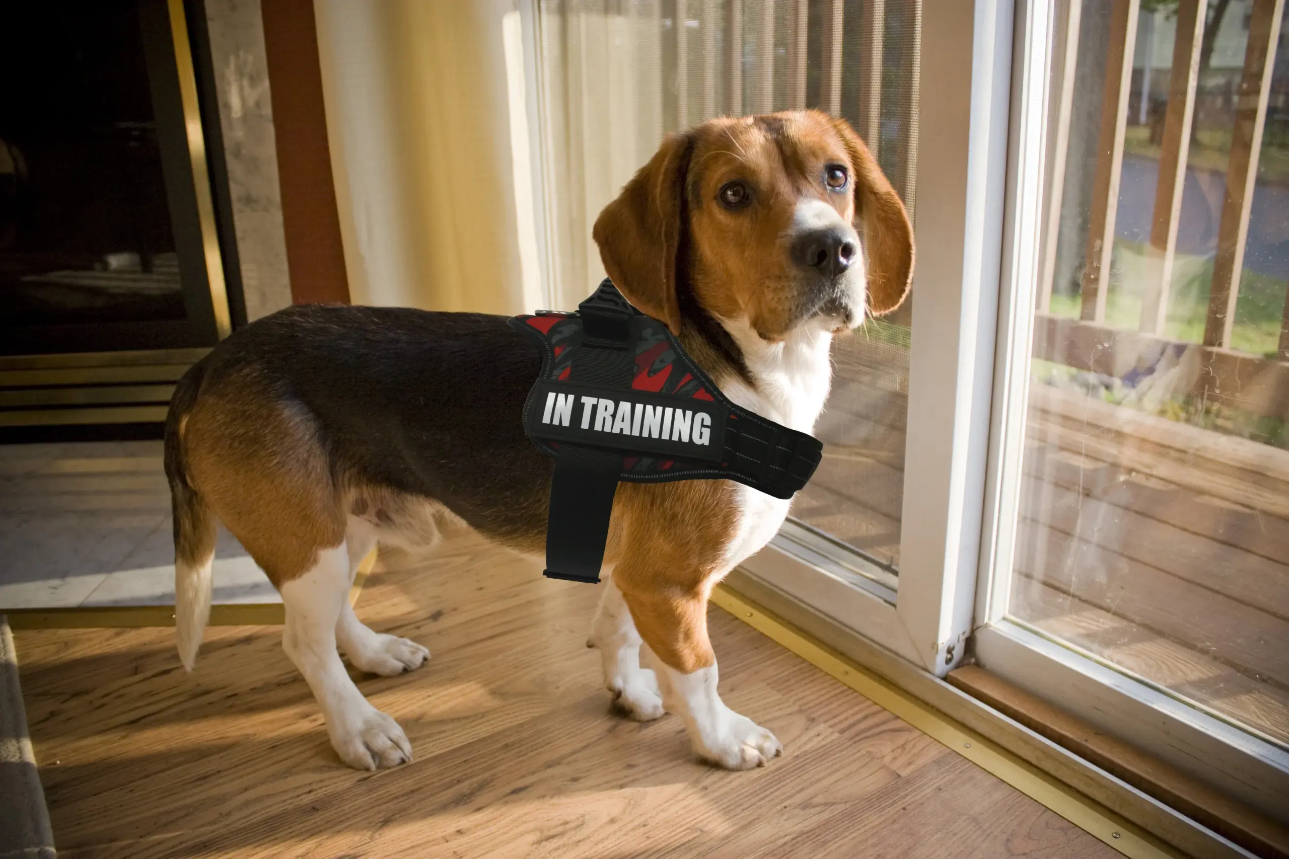 Coleira Peitoral para Cães de Serviço com Patches Personalizados - Imagem 6