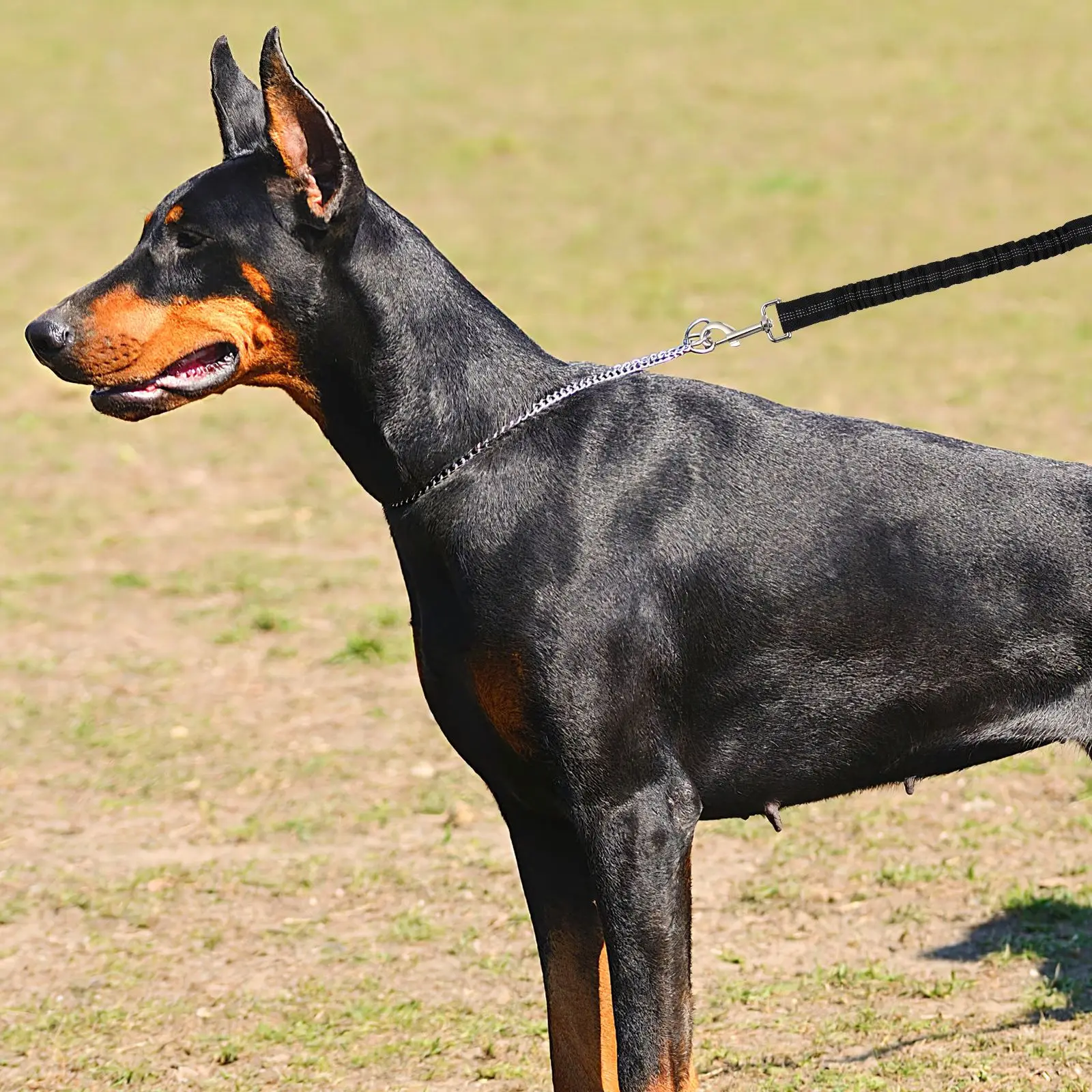 Guia Elástica para Cães com Faixa Refletiva 43-63 cm - Imagem 5