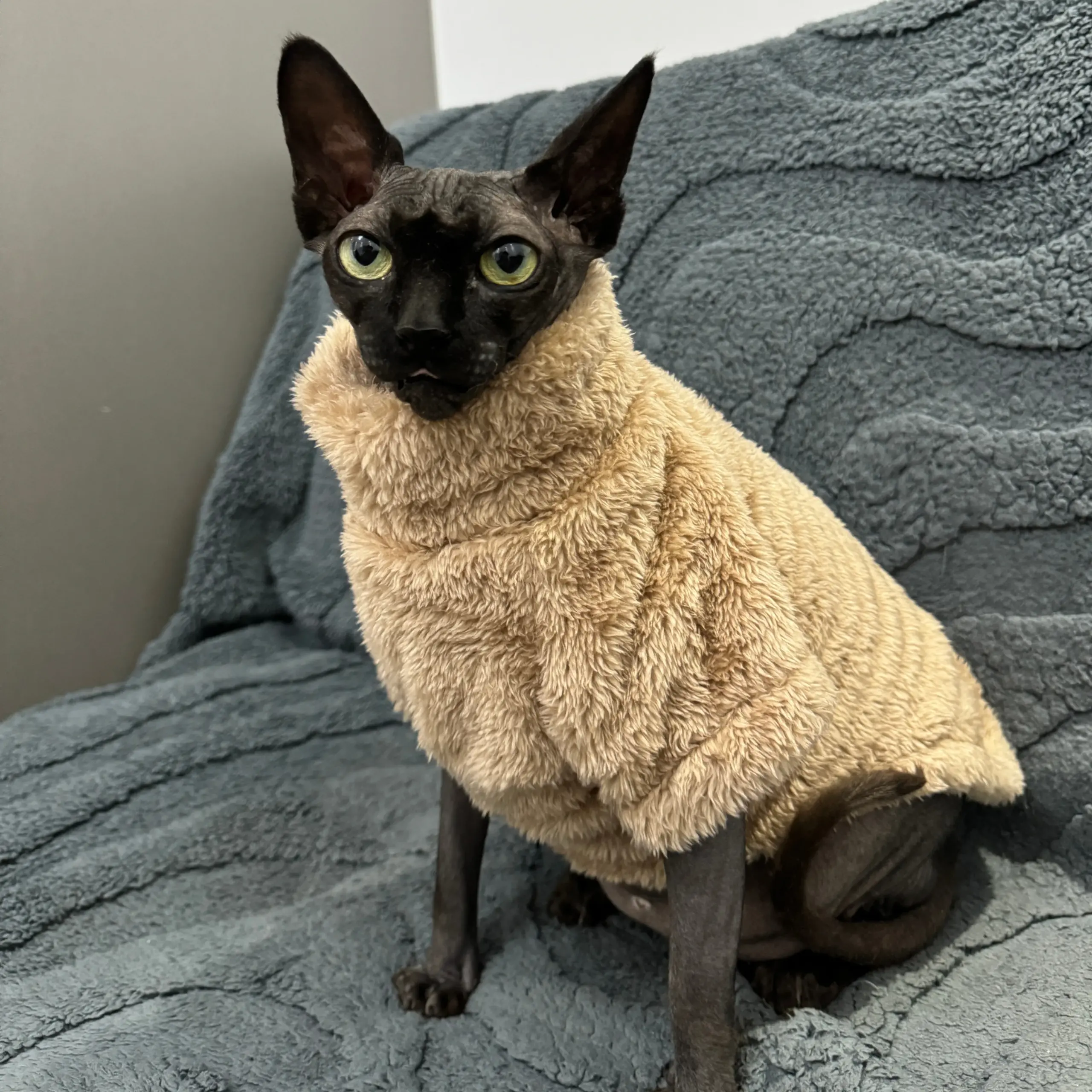 Suéter para Gatos sem Pelos de Veludo Ártico Quente - Imagem 4