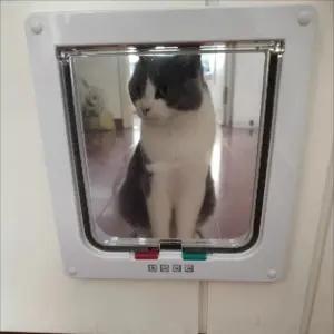 porta para cães e gatos com trava
