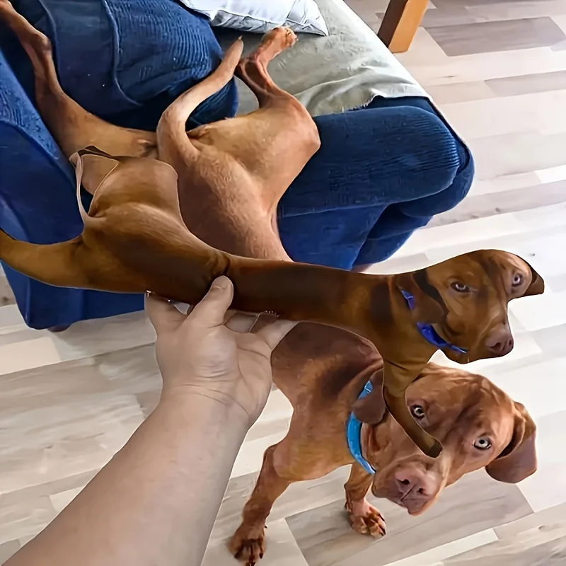 Almofada Personalizada para Cães e Gatos com Foto - Imagem 5