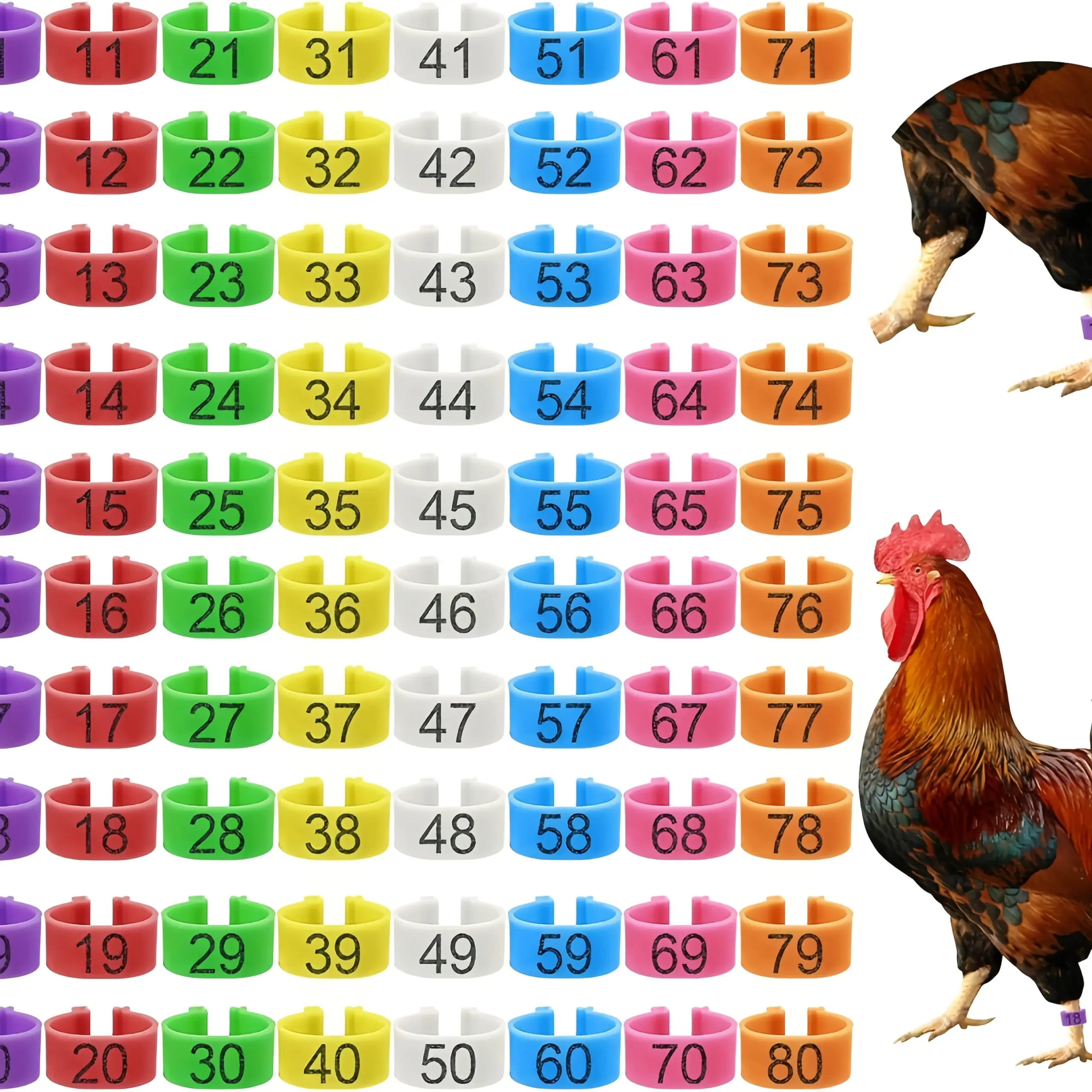 Anéis de Identificação para Aves com Número para Galinhas e Patos - Imagem 4