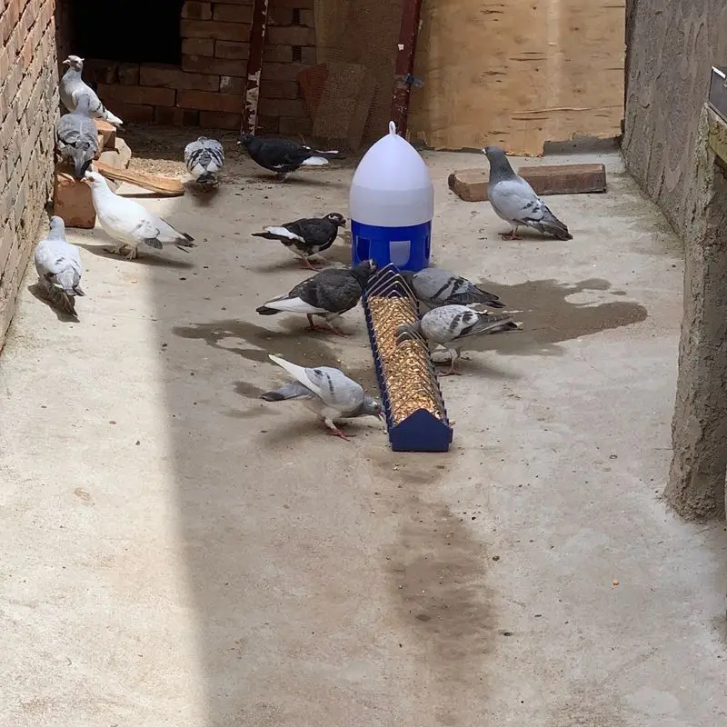 Comedouro Calha para Pássaros e Pintinhos 20 cm Azul - Imagem 6