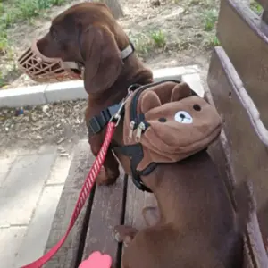 mochila de nylon para cães