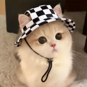 chapéu de sol para gatos