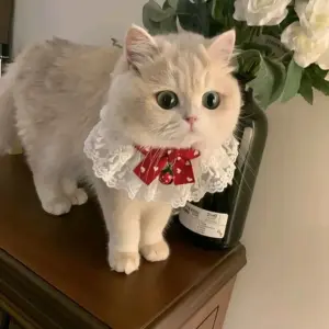 coleira de gato e cão de renda