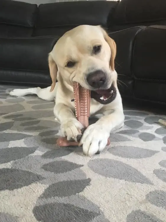Mordedor para Cães de Fibra de Bambu e Borracha com Formato em T - Imagem 2