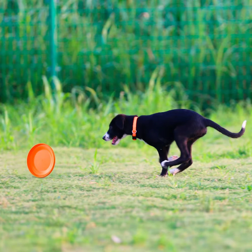 Disco de Treinamento para Cães Durável Leve Fácil de Pegar - Image 5