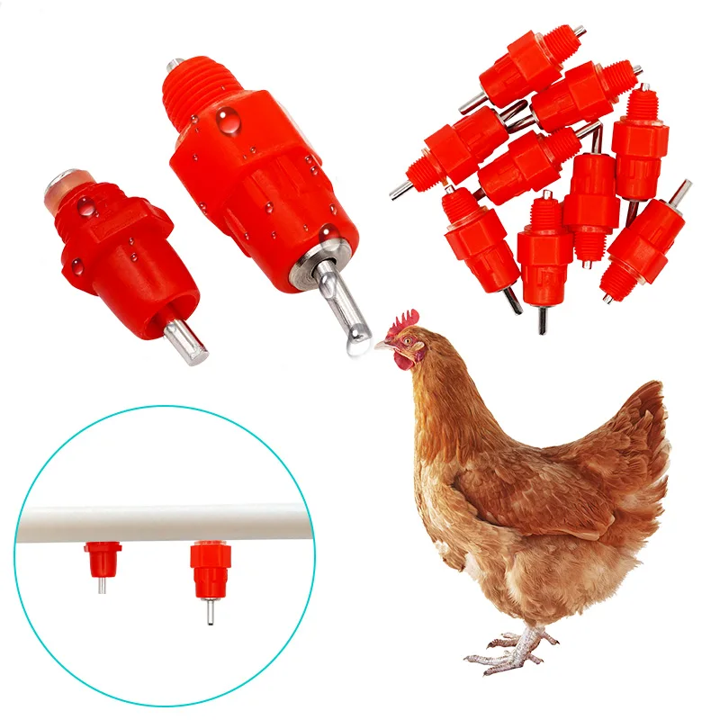 bebedouro bico para aves