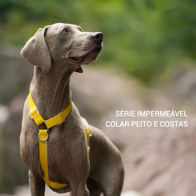 Coleira para Cães de PVC com Comprimento Ajustável - Imagem 6