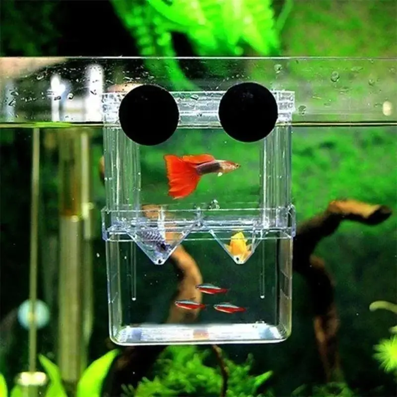 Caixa de Criação para Peixes Transparente com Ventosa Tamanho L - Imagem 5