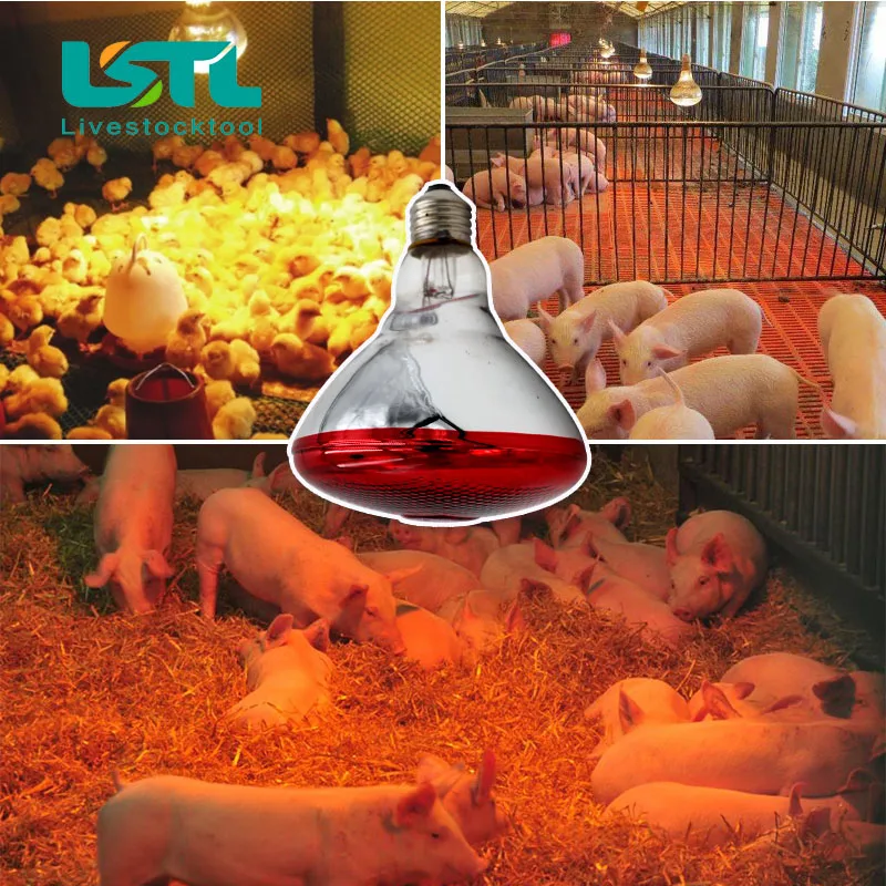 Lâmpada de Aquecimento para Répteis e Anfíbios 220V com Infravermelho - Imagem 6