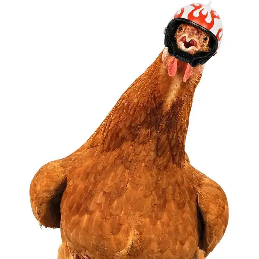 Capacete de Frango para Pássaros Pequenos com Elástico Ajustável - Imagem 4