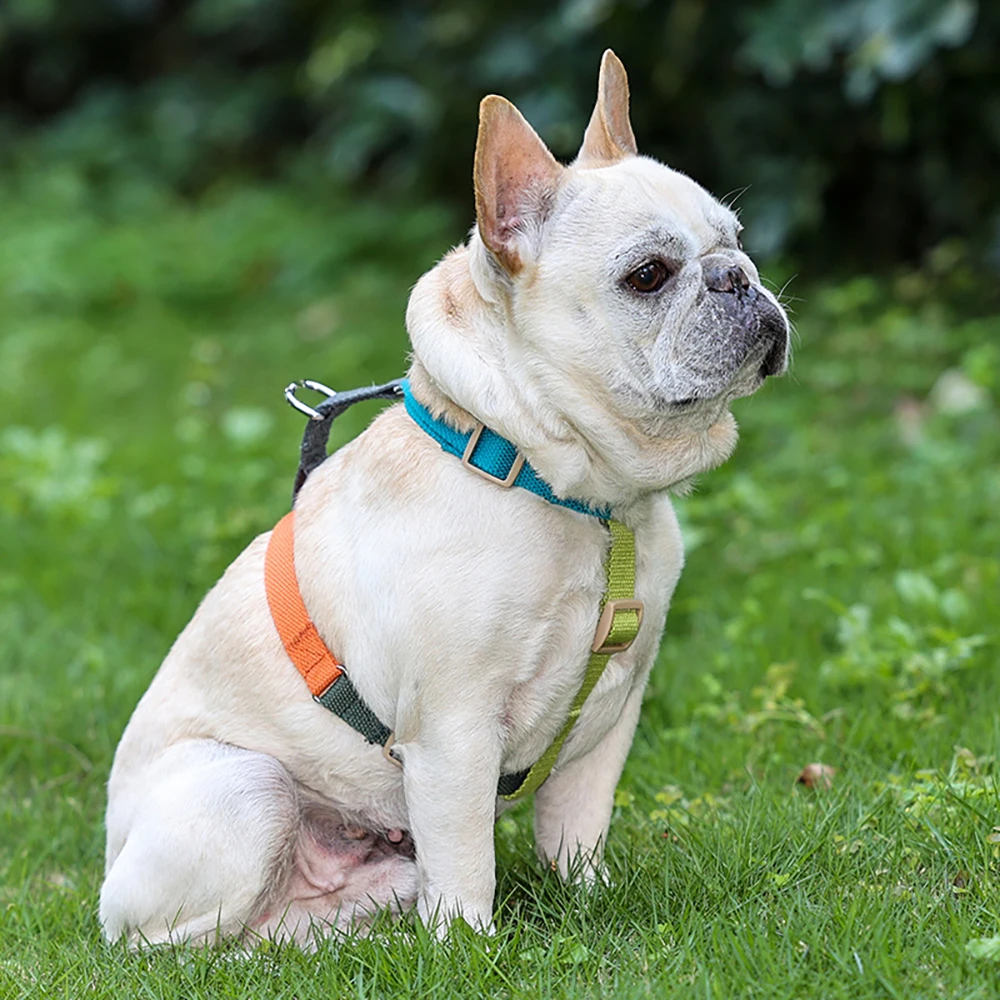 Arnês para Cães Ajustável em H com Fivela Conveniente - Imagem 5