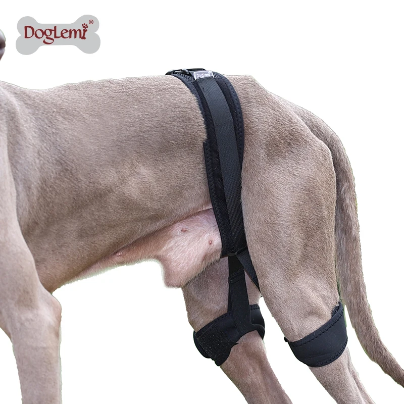 Faixa Ortopédica para Cães de Poliéster para Recuperação de Pata Traseira - Imagem 2