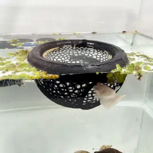 aquário flutuante para betta