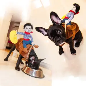 fantasia de cowboy para cães e gatos
