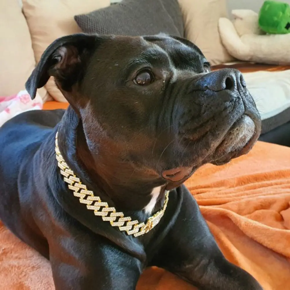 Coleira Corrente para Cães de Liga Metálica com 20mm de Largura - Image 5