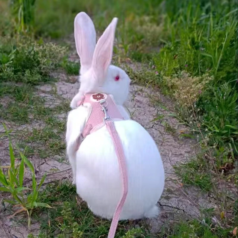 Coleira e Guia para Gatos e Coelhos com Estampa de Desenho Animado - Imagem 6