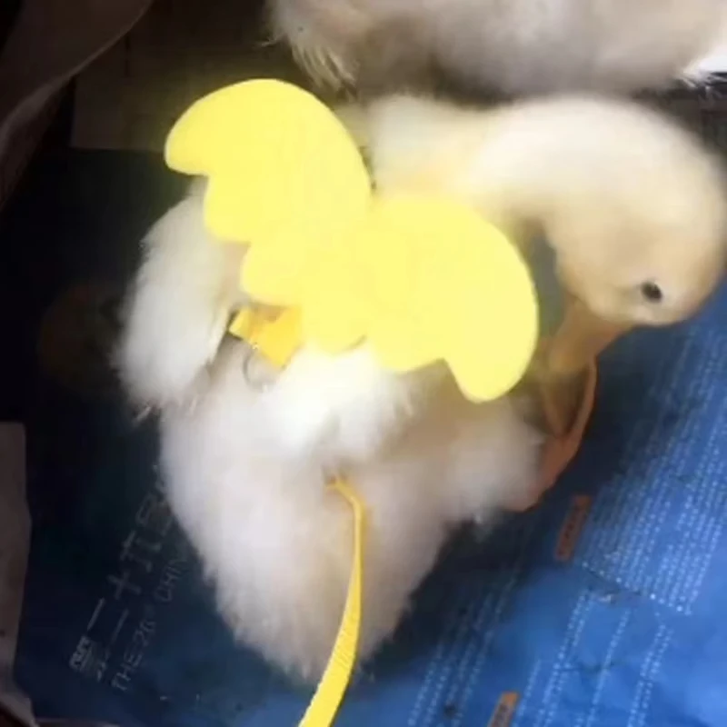 Coleira Peitoral para Gatos e Cães Pequenos de Nylon Ajustável - Imagem 5