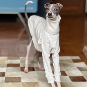 roupa biped para whippet algodão